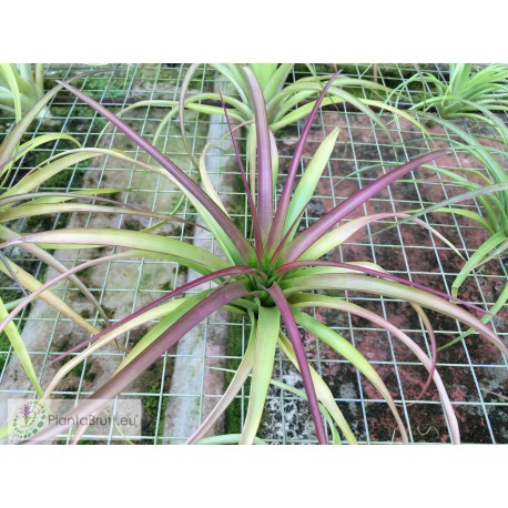 Tillandsia brachycaulos x flabellata