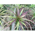 Tillandsia brachycaulos x flabellata