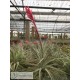 Tillandsia aeranthos x leonamiana