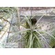 Tillandsia pohliana