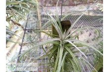 Tillandsia pohliana Sämling