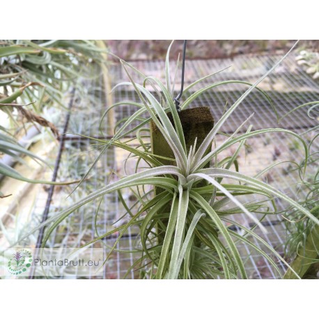 Tillandsia pohliana