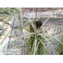 Tillandsia pohliana de semilla