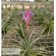 Tillandsia tenuifolia