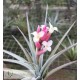 Tillandsia jucunda