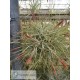 Tillandsia schiedeana var. minor clumb