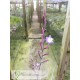 Tillandsia caerulea x straminea (Capricorn)