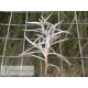 Tillandsia mollis