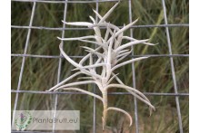 Tillandsia mollis