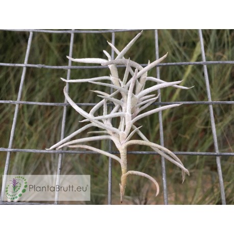 Tillandsia mollis