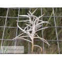 Tillandsia mollis