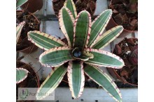 Neoregelia Avant-garde