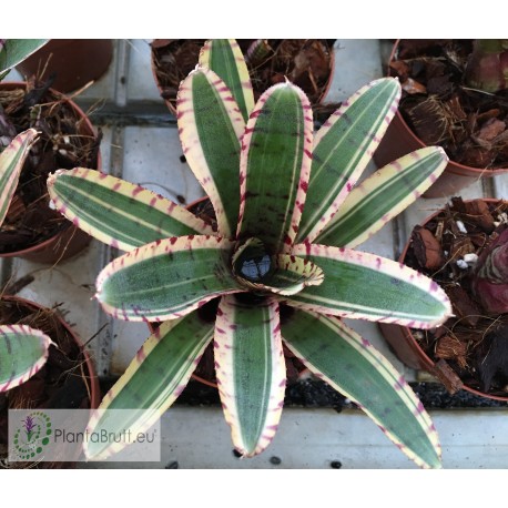 Neoregelia Avant-garde