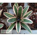 Neoregelia Avant-garde