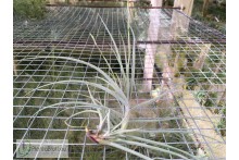 Tillandsia Wonga