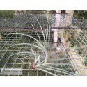 Tillandsia Wonga