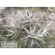 Tillandsia paleacea var. minor clumb