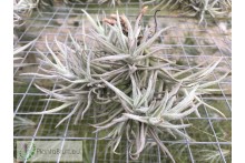 Tillandsia paleacea var. minor clumb