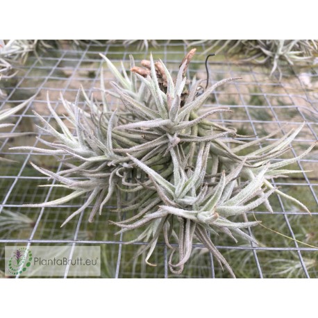 Tillandsia paleacea var. minor clumb
