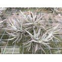 Tillandsia paleacea var. minor clumb