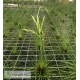 Tillandsia filifolia