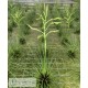 Tillandsia filifolia L