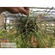 Tillandsia butzii Ball