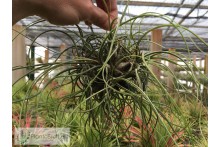 Tillandsia butzii Palla