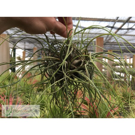 Tillandsia butzii Ball