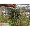 Tillandsia butzii Ball