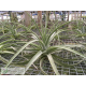 Tillandsia humilis giant form