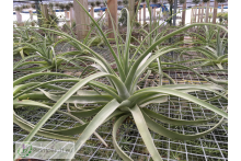 Tillandsia humilis giant form