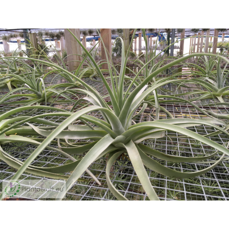 Tillandsia humilis giant form