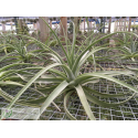 Tillandsia humilis giant form