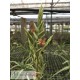 Tillandsia humilis giant form