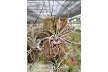 Tillandsia praschekii