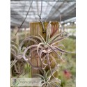 Tillandsia praschekii