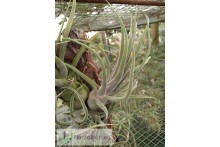 Tillandsia Sitting Pretty