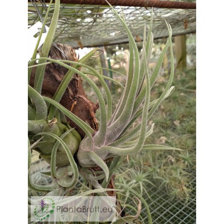 Tillandsia Sitting Pretty
