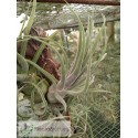 Tillandsia Sitting Pretty