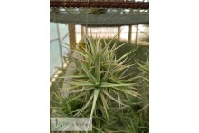 Tillandsia aeranthos mini clumb