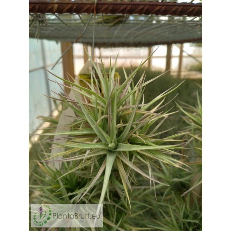 Tillandsia aeranthos mini clumb