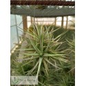 Tillandsia aeranthos mini clumb