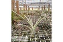 Tillandsia lotteae