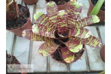 Neoregelia Hannibal Lecter x punctatissima