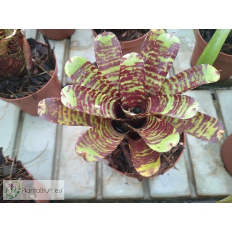Neoregelia Hannibal Lecter x punctatissima