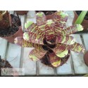 Neoregelia Hannibal Lecter x punctatissima