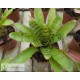 Neoregelia Ignatz