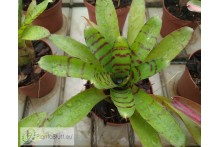 Neoregelia Ignatz