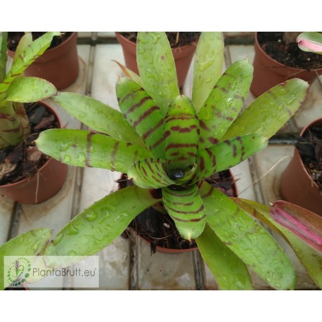 Neoregelia Ignatz